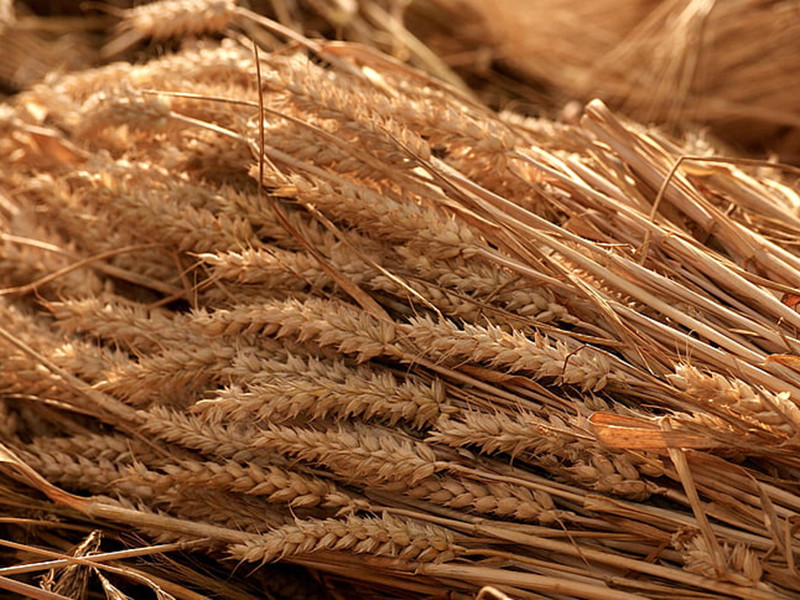 真菌毒素快速檢測(cè)儀可實(shí)現(xiàn)快速定量檢測(cè) 真菌毒素快速檢測(cè)儀可實(shí)現(xiàn)快速定量檢測(cè)