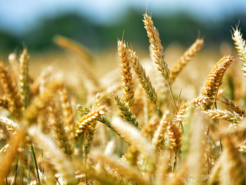 真菌毒素快速檢測儀不受外界溫濕度影響 真菌毒素快速檢測儀不受外界溫濕度影響