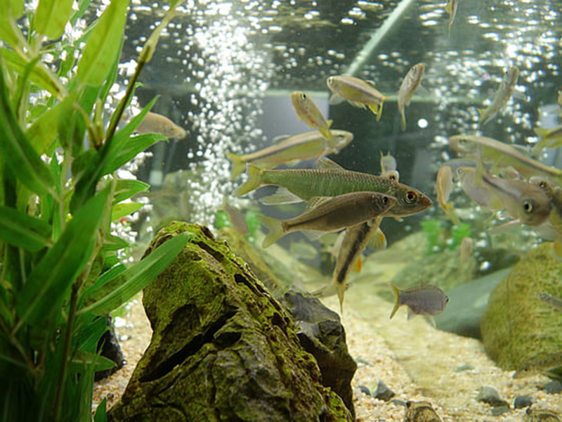 養(yǎng)魚水質(zhì)不好怎么辦