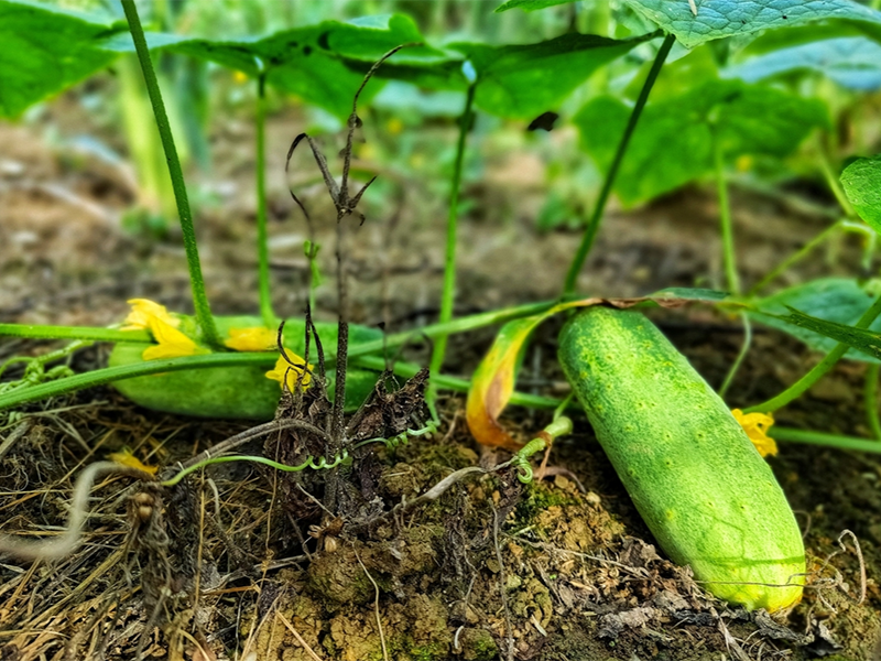食品安全農(nóng)藥殘留檢測(cè)儀作用 食品安全農(nóng)藥殘留檢測(cè)儀作用