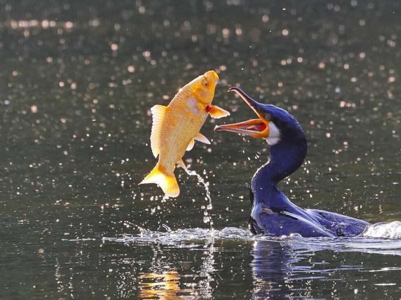 水產養(yǎng)殖常規(guī)水質指標的作用 水產養(yǎng)殖常規(guī)水質指標的作用