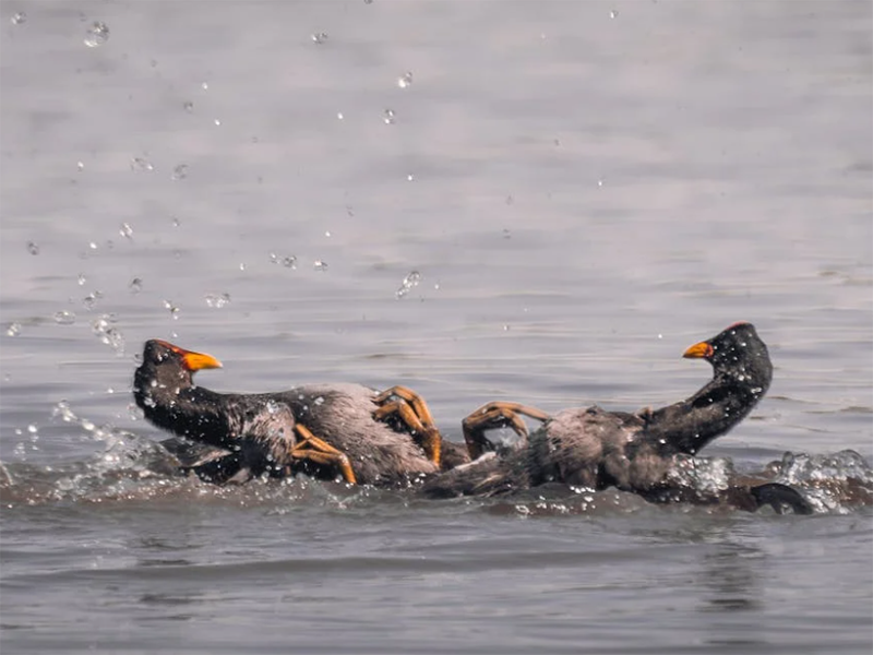 水質(zhì)在線自動監(jiān)測儀的主要功能
