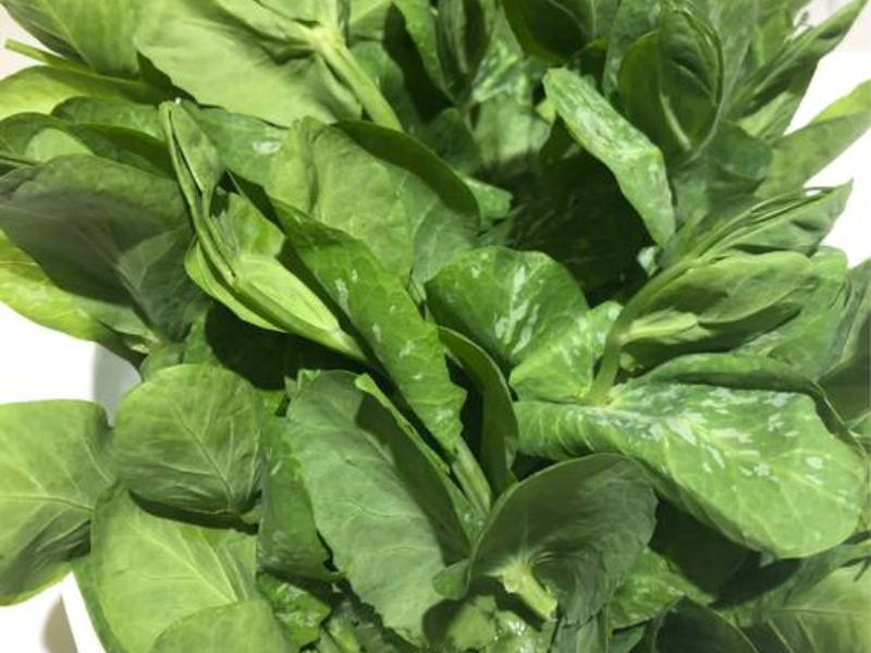 淺析四種葉綠素測定方法