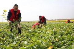 土壤養(yǎng)分速測儀助力農貿開展科學施肥