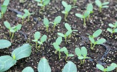 土壤肥料檢測(cè)儀在土壤研究中的應(yīng)用