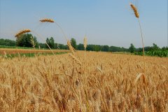 霍爾德土壤快速測試儀科學施肥的好處
