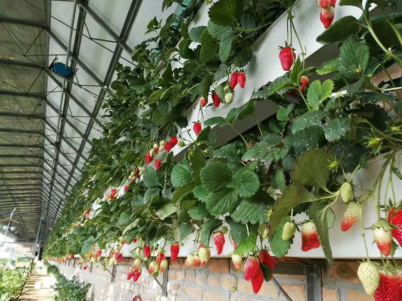 土壤水分測(cè)量儀 土壤水分測(cè)量儀