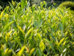 茶葉農(nóng)藥殘留快速檢測新方法