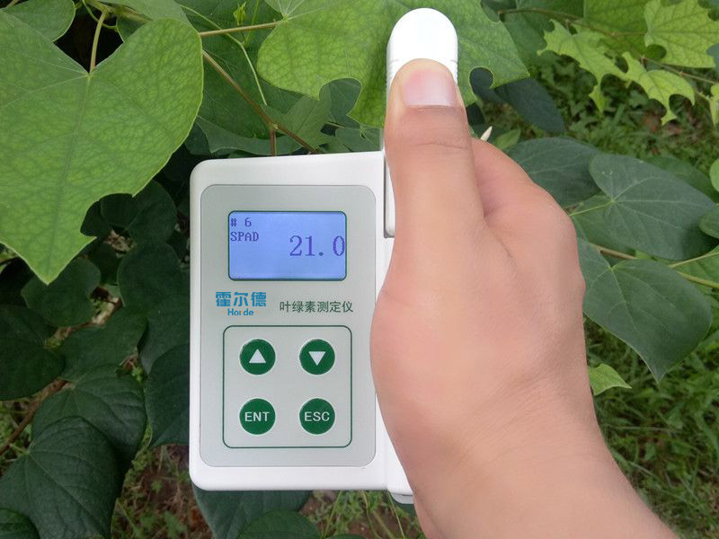 葉綠素含量會(huì)影響植物生長(zhǎng)嗎